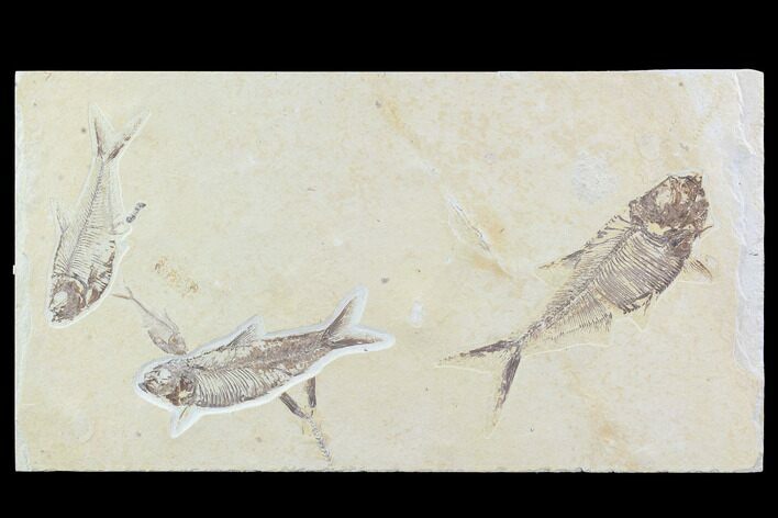 Fossil Fish Plate (Diplomystus & Knightia) - Wyoming #93997